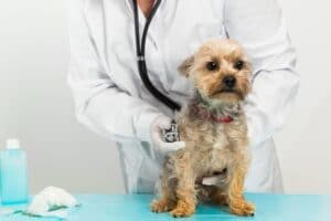 Charleston Veterinary Care