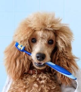 Poodle with blue toothbrush in its mouth Hampton Park Veterinary Charleston SC