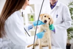 Smiling veterinary examines dog at clinic - Hampton Park Veterinary - Veterinarian in Charleston S.C.