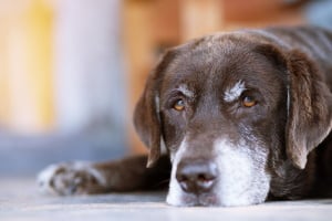 The Dog sleeps sad waiting in the room - Hampton Park Veterinarian - Geriatric Pet Care - Charleston, SC