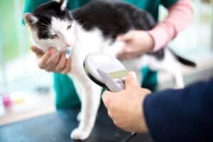 Veterinarian identifies the cat by microchip implant - Hampton Park Veterinary - pet microchips - Charleston, SC