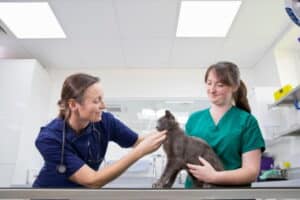 The veterinary technician is holding the cat while the veterinarian examines the cat - Hampton Park Veterinary - Emergency Vet Care -Charleston, SC