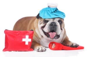 An English Bulldog is sitting down with a ice pack on his head and a red and white first aid kit next to his left front paw, Hampton Park Veterinary, Emergency Pet Care, Charleston, SC.