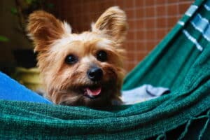 A small dog is lying on a green blanket, Hampton Park Veterinary, Pet Dermatology, Charleston, SC