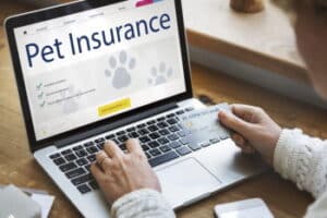 An owner of a pet is looking at different Pet Insurance options - Hampton Park Veterinary, Emergency Pet Care, Charleston, S.C.