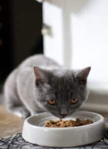 A grey kitten is eating food from her bowl, Hampton Park Veterinary, Pet Routine Care, Mt. Pleasant, S.C.