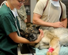 The Veterinarian and the Vet Tech are helping the dog with his injured leg, How to Choose the Right Charleston Veterinarian for your Pet, Hampton Park Veterinary Hospital, Charleston's Veterinarians, Charleston, SC. 