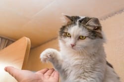 A White and Brown Cat, with a stern look on their face, has their front right paw over their owner's hand, Hampton Park Veterinary Hospital, Charleston's Veterinarians, Charleston, SC