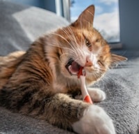 The Cat is Brushing their Teeth, Cleaning Your Cat's Teeth -- Is It Necessary?, Hampton Park Veterinary Hospital, Charleston's Veterinarians, Charleston, SC. 