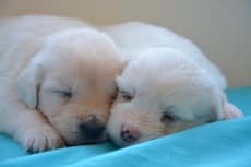 Two puppies are snuggling on the bed, Choosing the Right Veterinarian in Charleston SC, Veterinarians in Charleston, SC, 