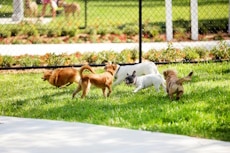 Multiple dogs are playing in the Dog Parks in Charleston, Hampton Park Veterinary Hospital, Charleston, SC