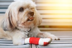 A white Shih Tzu dog has a bandage on his right leg, Emergency Pet Surgery, Hampton Park Hospital, Charleston's Veterinarians, Charleston, , SC. 