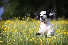 A black and white puppy is playing within the grass and flowers on a sunny day, How to Choose a Pet Dermatologist, Hampton Park Veterinary Hospital, Charleston, SC