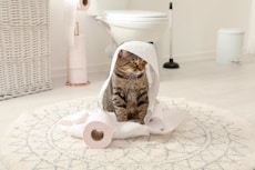 Cute cat playing with roll of toilet paper in bathroom, How to Get Pet Urine Smell & Stains Out of the Carpet, Hampton Park Veterinary Hospital, Charleston's Veterinarians, Charleston, SC. 