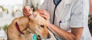 The Vet is give the dog medicine to treat the dog's ear infection, Inner Ear Infection in dogs, Hampton Park Veterinary Hospital, Charleston's Veterinarians, Charleston, SC.