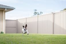 A Jack Russell Terrier running in backyard with fence and green lawn, Pet-Proofing the Backyard, Hampton Park Veterinary Hospital, Charleston’s Veterinarians, Charleston, SC. 