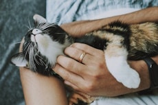 The Kitty Cat is laying down in the comfort of their owner's arms, Preventive Pet Care: How to Keep Your Dog and Cat Healthy and Happy, Hampton Park Veterinary Hospital, Charleston's Veterinarians, Charleston, SC. 