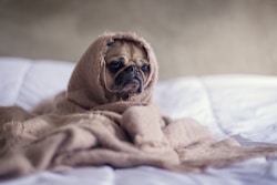 A pug puppy is sitting on the bed with his blanket wrapped around him, as he is not feeling quite himself, Hampton Park Veterinary Hospital, Charleston Veterinarian, Charleston, S.C. 