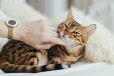 The cat is laying on a bed, while their owners is giving them a pet, The Importance of Cat Wellness Exams in Charleston, SC, Hampton Park Veterinary Hospital, Charleston's Veterinarians, Charleston, SC.