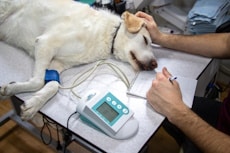 A dog is lying down on the exam table with a blood pressure cup on their left front leg, When Should You Seek Emergency Pet Care for Your Dog or Cat?, Hampton Part Veterinarian Hospital, Charleston's Veterinarians, Charleston, SC. 