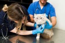 A Fluffy-persian-cat-sitting-on the exam table with the Vet and Vet tech, Why Choosing a Vet is Important for Your Pet's Health, Hampton Park Veterinary Hospital, Charleston, SC. 