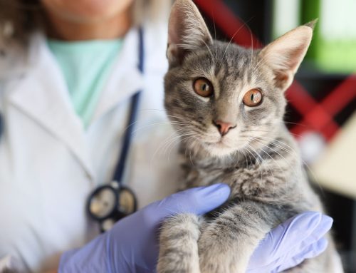 Choosing the Best Charleston Veterinary Clinic