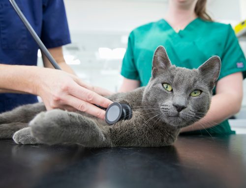 Heartworm Prevention for Cats