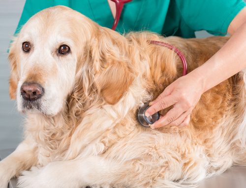 Choosing Your Charleston Animal Clinic