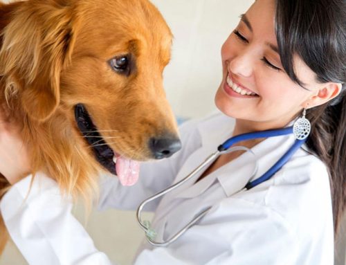 Comprehensive Veterinary Care Services in Charleston, SC