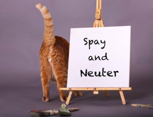 Understanding the Difference Between Spaying and Neutering